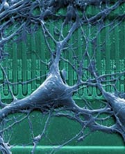 Rat Neuron On Chip